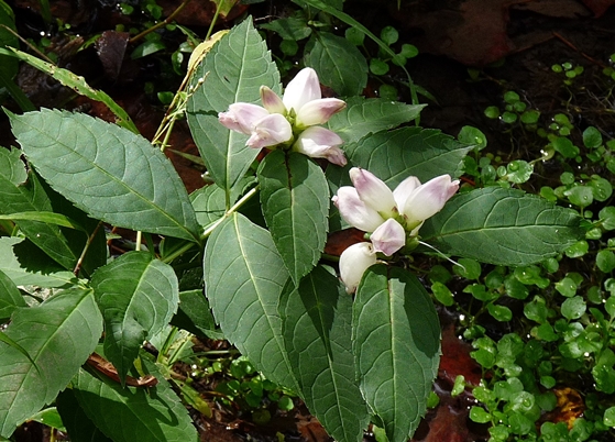 {Chelone glabra}